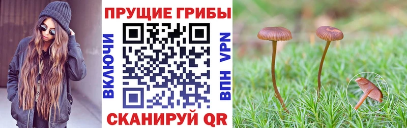 дарнет шоп Лесозаводск Псилоцибиновые грибы мицелий